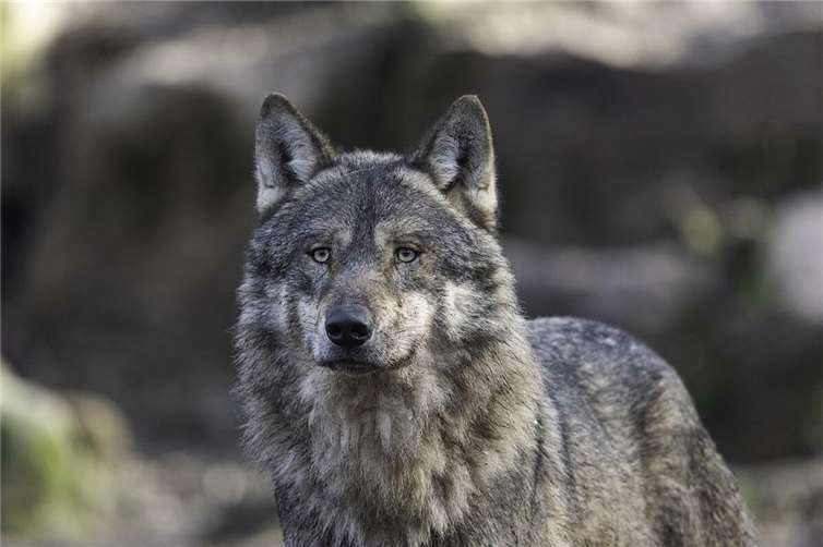 Region: Mehrere Luchs- und Wolfssichtungen 