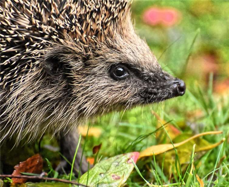 Schutz für Igel und andere Wildtiere 